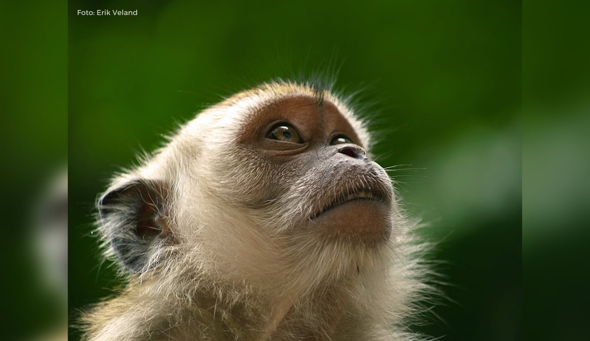 CRISPR reduz colesterol em macacos cinomolgos. Foto: Erik Veland