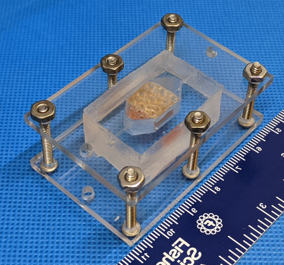 Pequeno pedaço de fígado manteve-se vivo mais de 30 dias. Impressão de tecido 3D tem finalidade de pesquisa e também para tratamentos futuros.