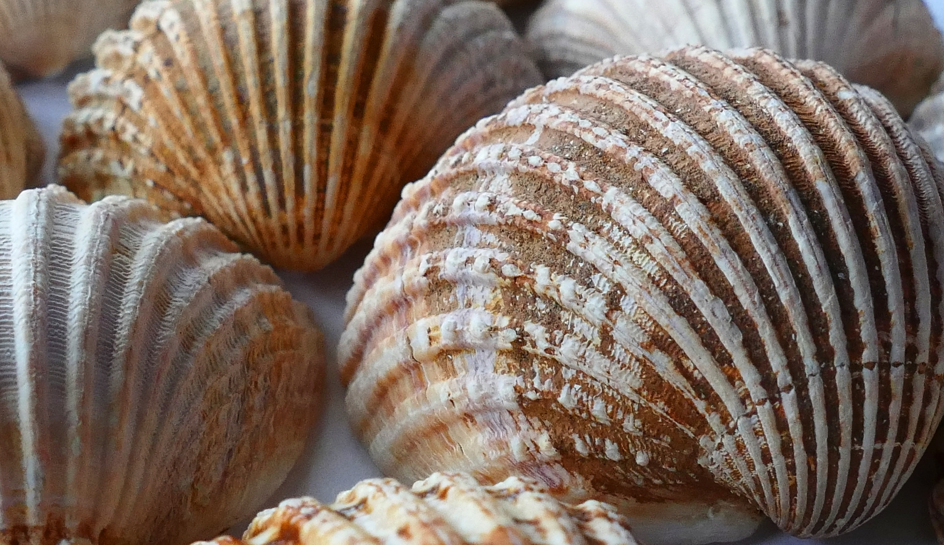 Oceano inspirou cientistas ao perceberam transformação de conchas em CO2