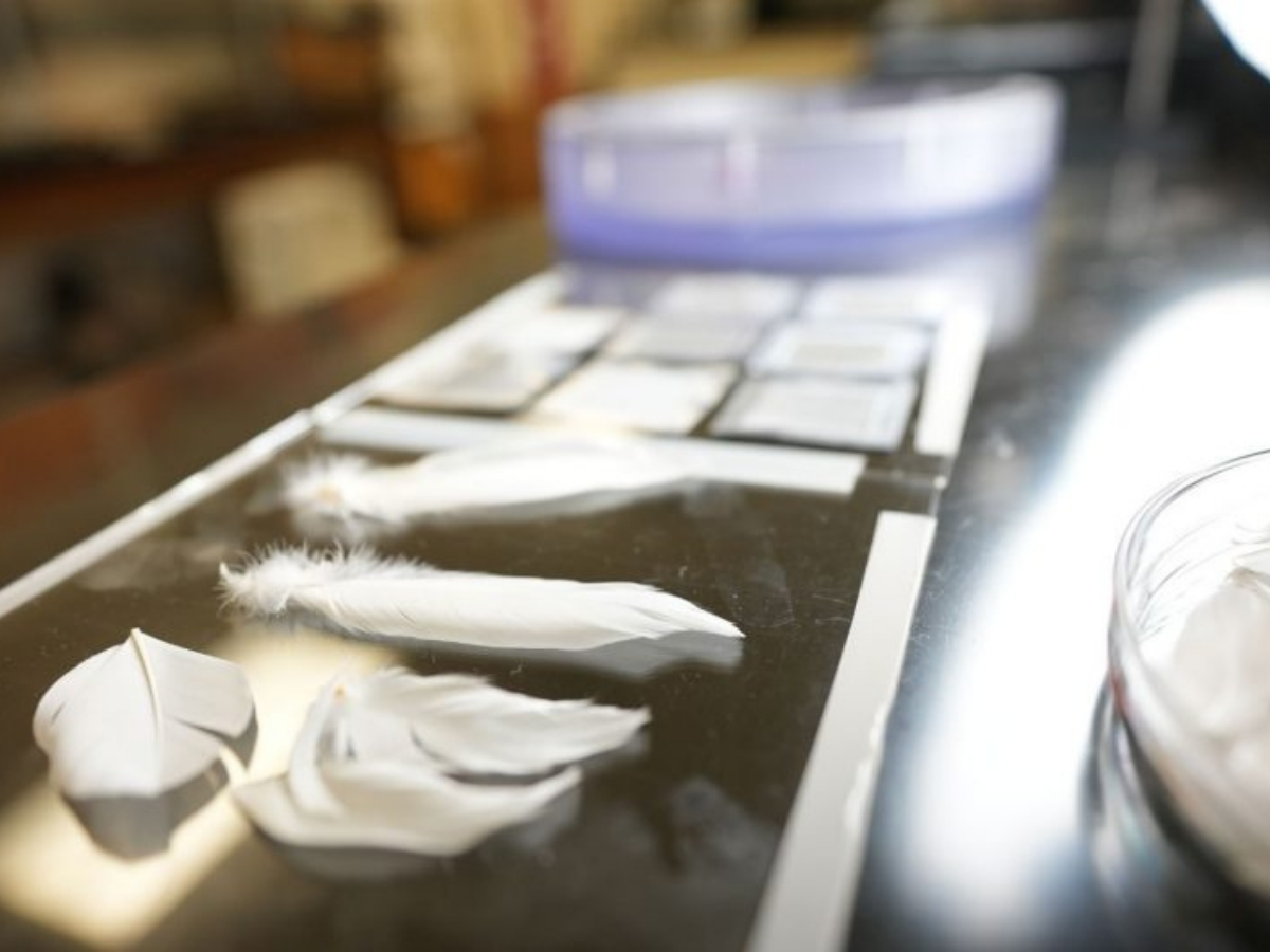 Penas sintéticas de pato e naturais lado a lado no laboratório. Biomimética é a engenharia do futuro inspirada na natureza.