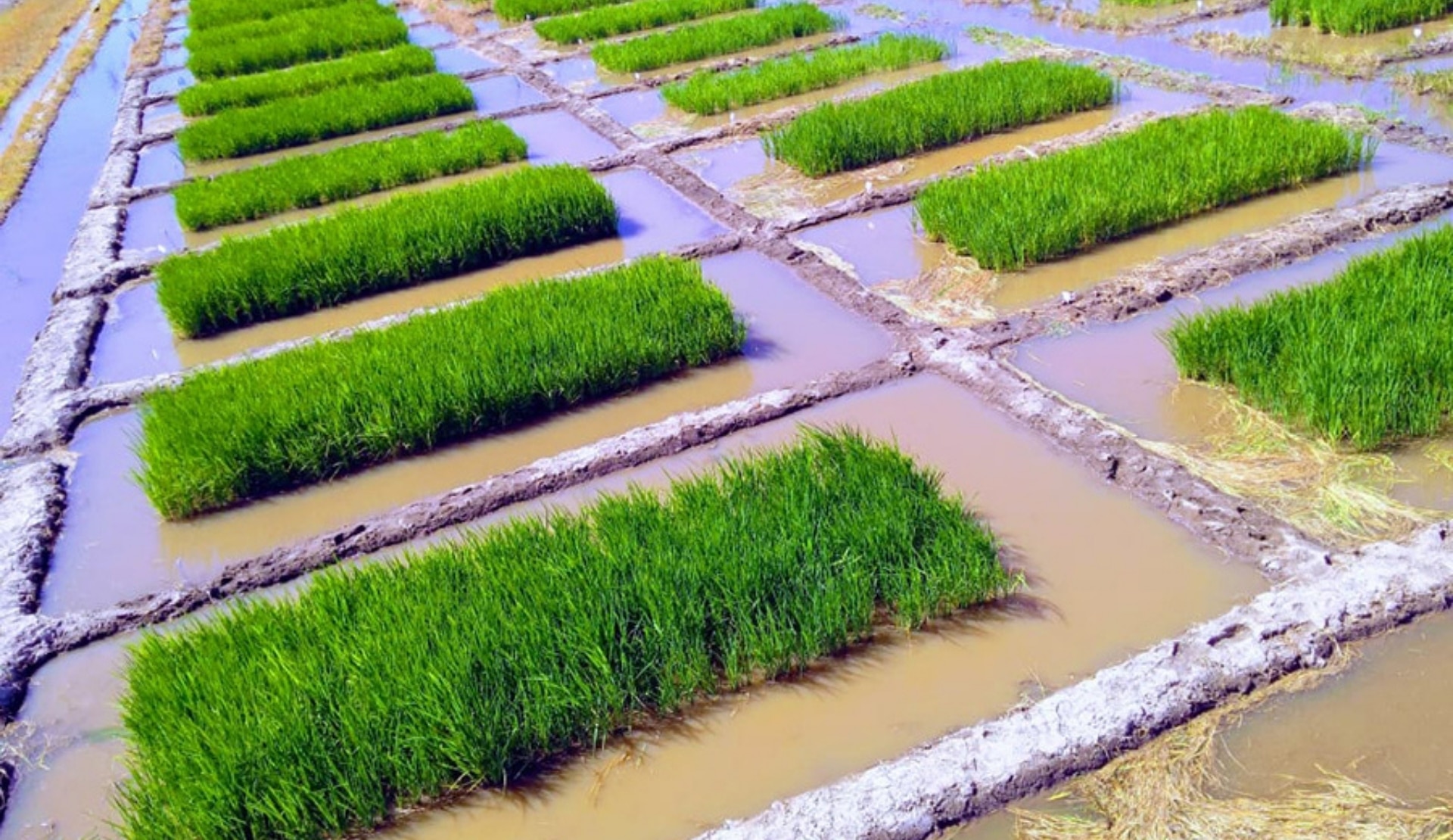 Os resultados da pesquisa comprovam que a formulação do inoculante tem eficiência agronômica na produtividade de grãos da cultivar de arroz BRS Pampa - Foto: Elton Nolasco